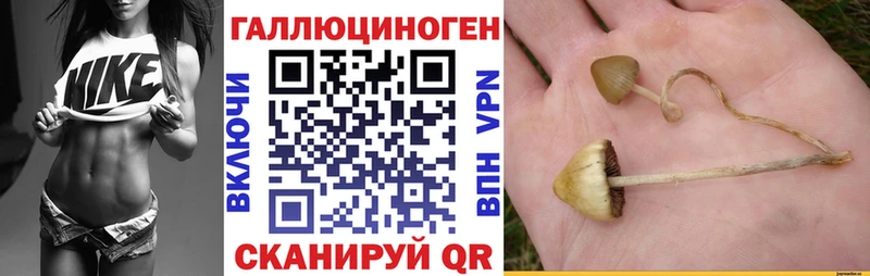 где продают наркотики  Яхрома  Псилоцибиновые грибы прущие грибы 